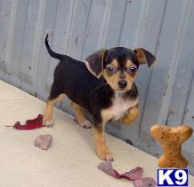 Fenny - Adorable Black and Tan Chiweenie Girl